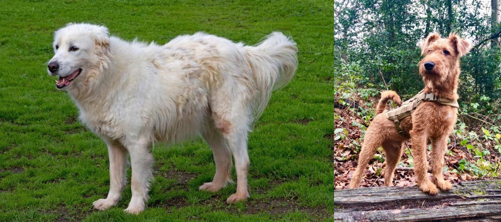 Irish Terrier vs Abruzzenhund - Breed Comparison