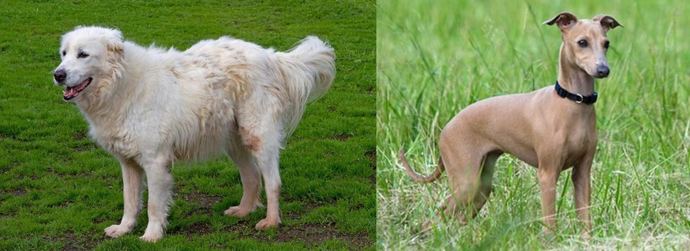 Italian Greyhound vs Abruzzenhund - Breed Comparison