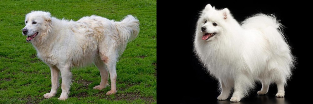 Japanese Spitz vs Abruzzenhund - Breed Comparison