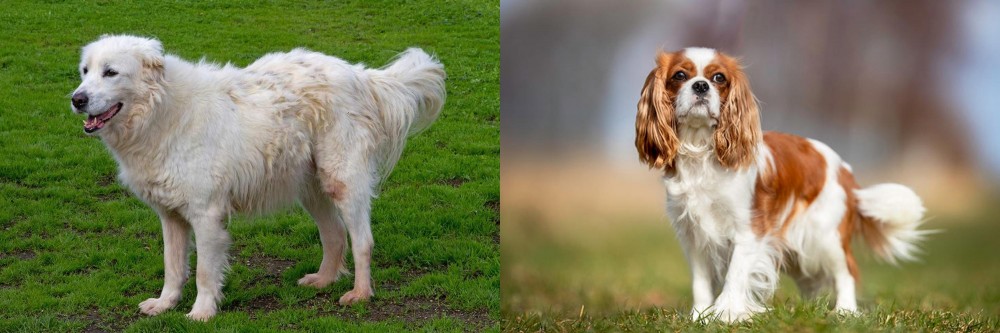 King Charles Spaniel vs Abruzzenhund - Breed Comparison
