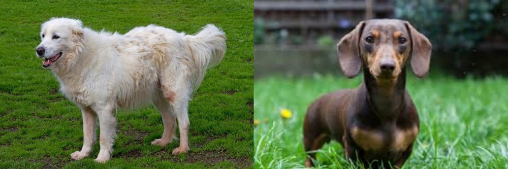 Miniature Dachshund vs Abruzzenhund - Breed Comparison