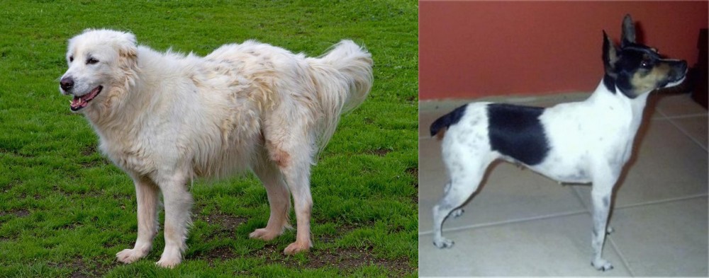 Miniature Fox Terrier vs Abruzzenhund - Breed Comparison