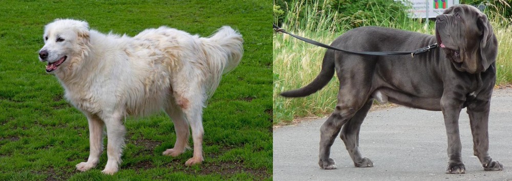 Neapolitan Mastiff vs Abruzzenhund - Breed Comparison