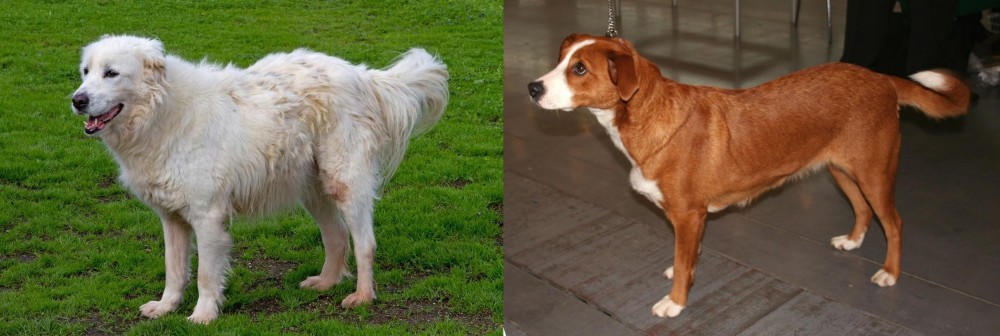 Osterreichischer Kurzhaariger Pinscher vs Abruzzenhund - Breed Comparison