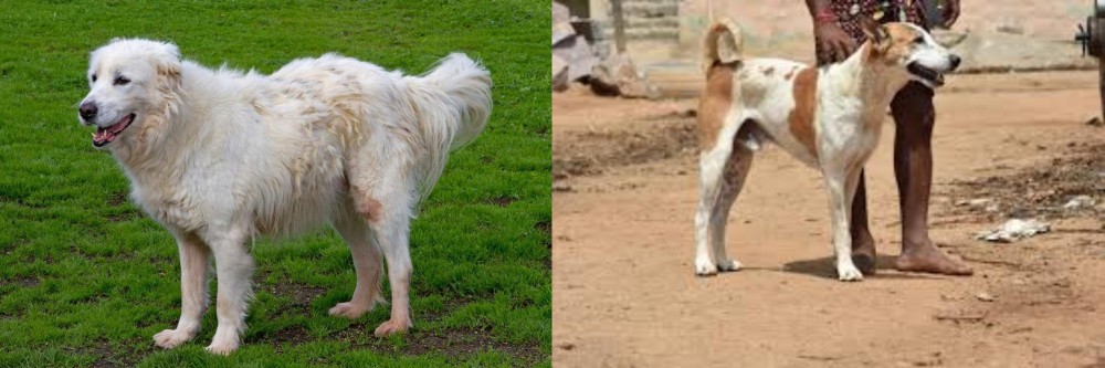 Pandikona vs Abruzzenhund - Breed Comparison