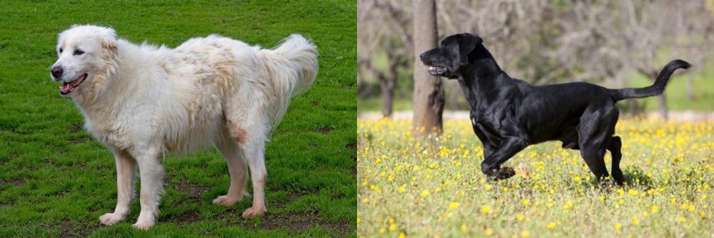 Perro de Pastor Mallorquin vs Abruzzenhund - Breed Comparison