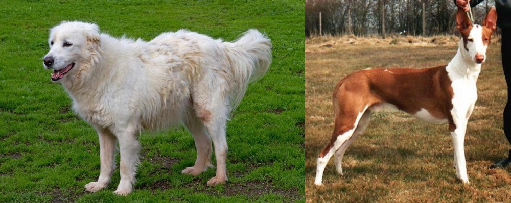 Podenco Canario vs Abruzzenhund - Breed Comparison