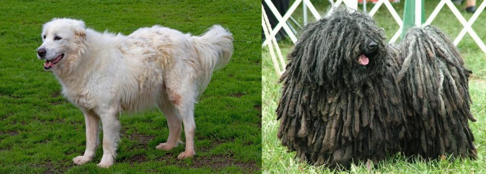 Puli vs Abruzzenhund - Breed Comparison