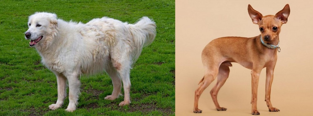 Russian Toy Terrier vs Abruzzenhund - Breed Comparison