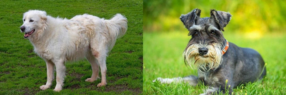 Schnauzer vs Abruzzenhund - Breed Comparison