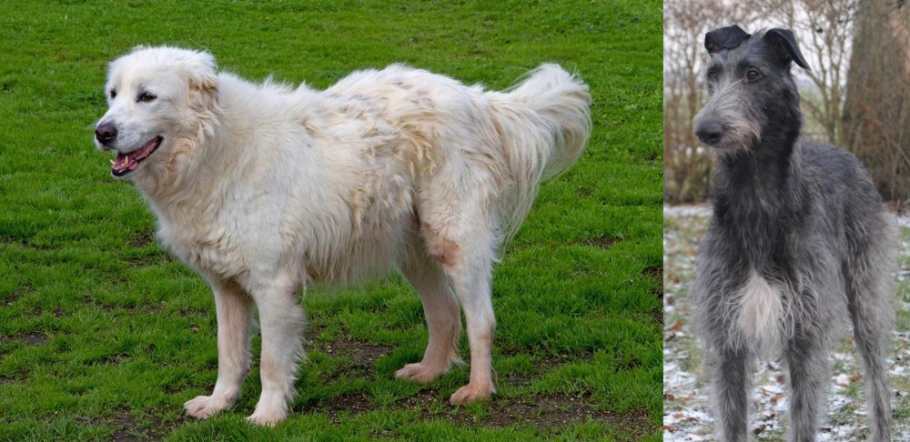 Scottish Deerhound vs Abruzzenhund - Breed Comparison
