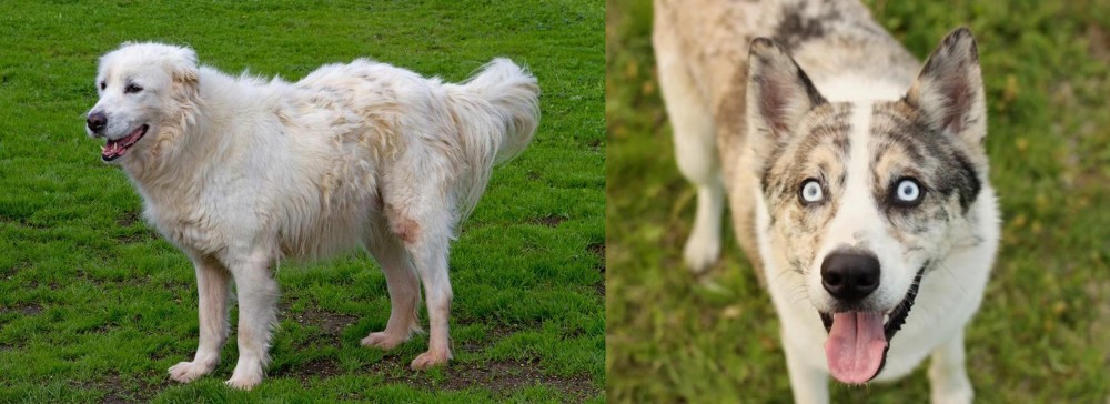 Shepherd Husky vs Abruzzenhund - Breed Comparison