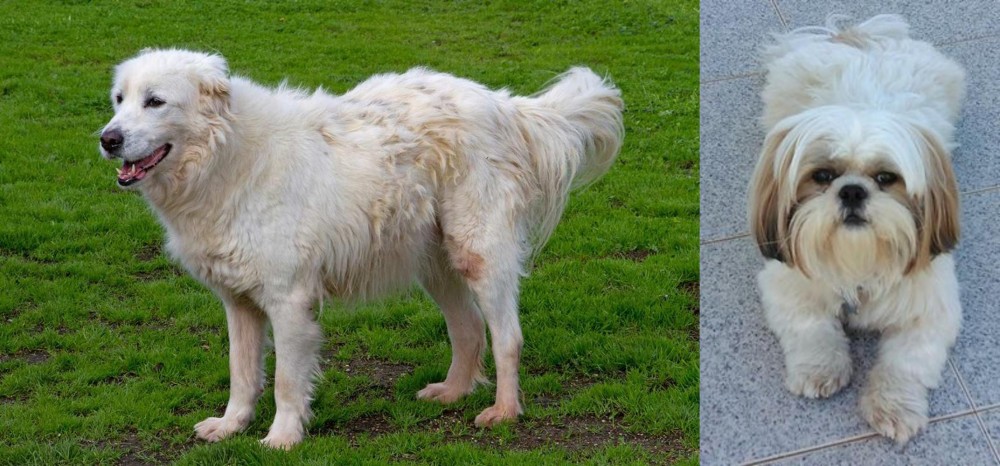 Shih Tzu vs Abruzzenhund - Breed Comparison