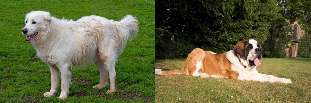 St. Bernard vs Abruzzenhund - Breed Comparison
