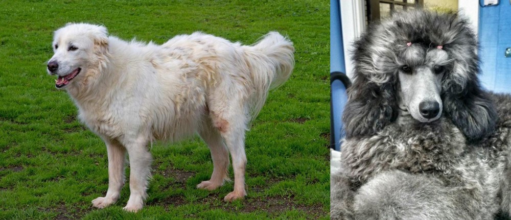 Standard Poodle vs Abruzzenhund - Breed Comparison