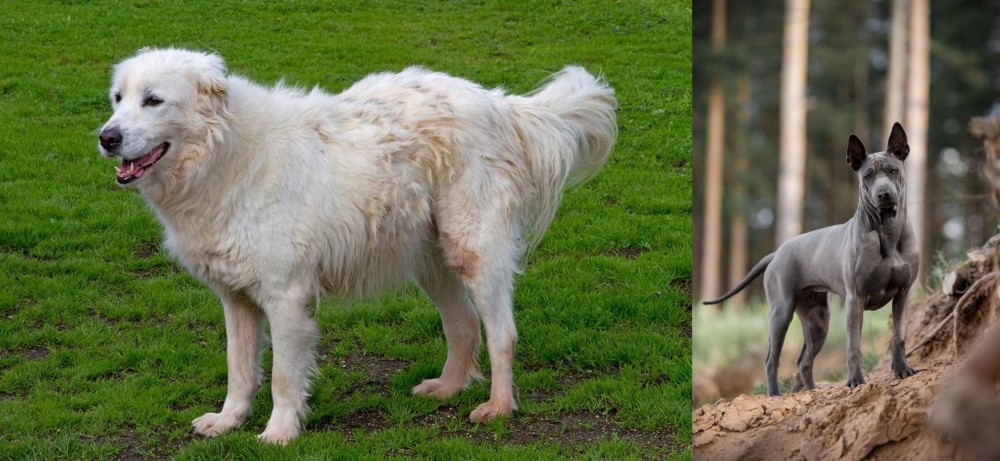 Thai Ridgeback vs Abruzzenhund - Breed Comparison