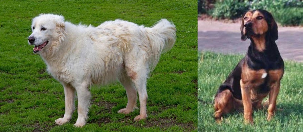 Tyrolean Hound vs Abruzzenhund - Breed Comparison
