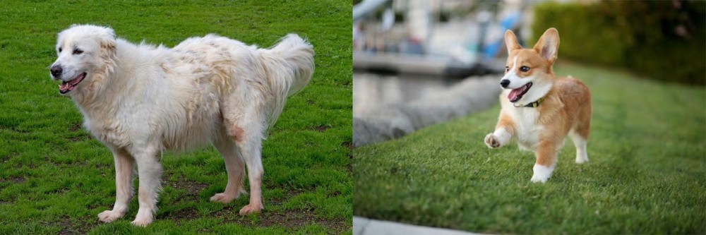 Welsh Corgi vs Abruzzenhund - Breed Comparison