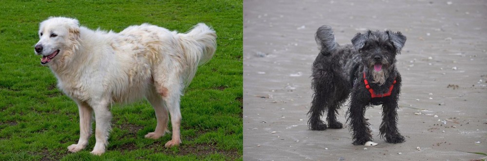 YorkiePoo vs Abruzzenhund - Breed Comparison