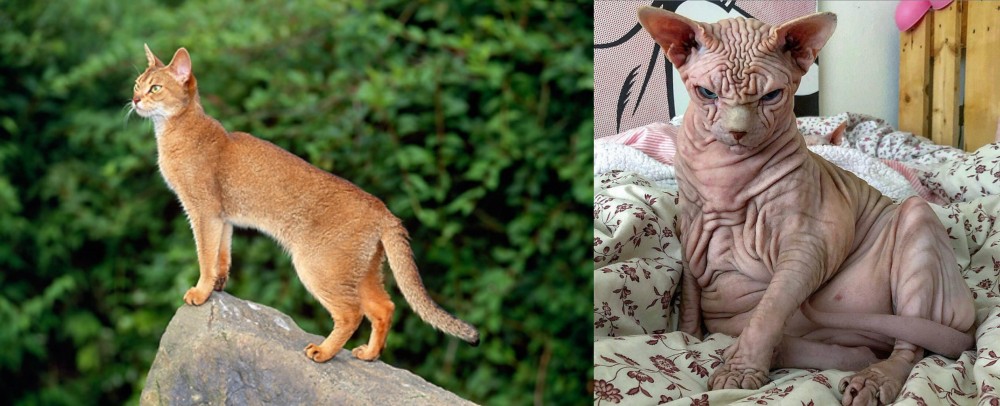 Sphynx vs Abyssinian - Breed Comparison