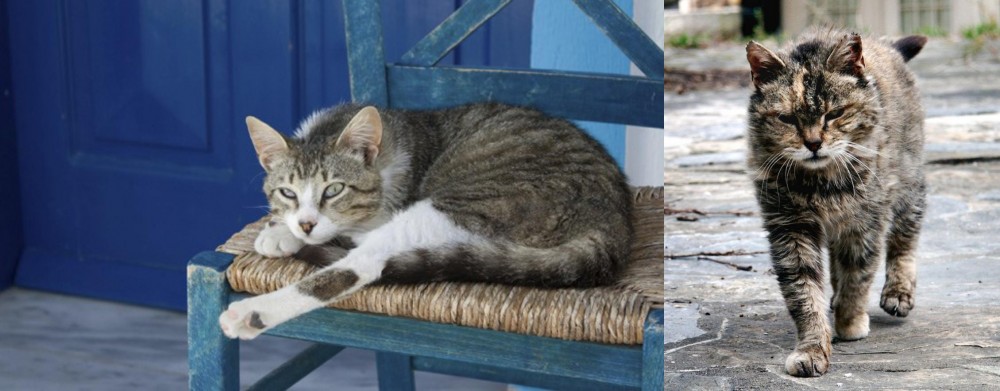 Farm Cat vs Aegean - Breed Comparison