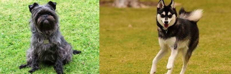 Alaskan Klee Kai vs Affenpinscher - Breed Comparison