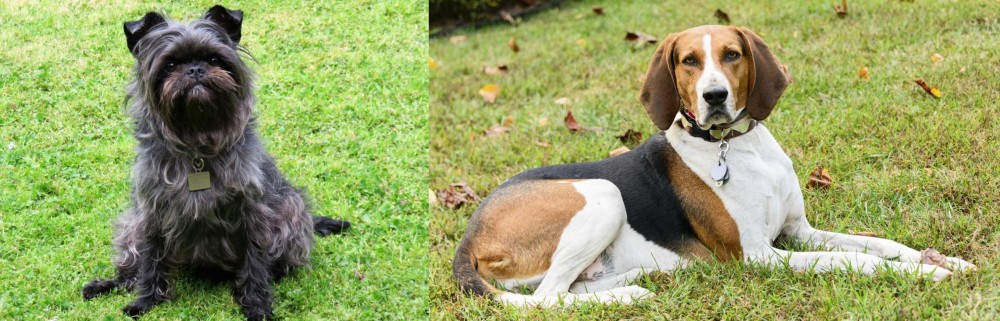 American English Coonhound vs Affenpinscher - Breed Comparison