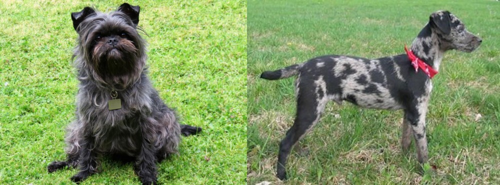 Atlas Terrier vs Affenpinscher - Breed Comparison