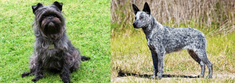 Australian Stumpy Tail Cattle Dog vs Affenpinscher - Breed Comparison