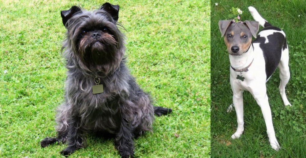 Brazilian Terrier vs Affenpinscher - Breed Comparison