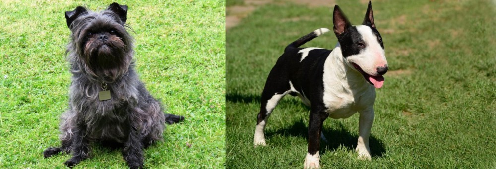 Bull Terrier Miniature vs Affenpinscher - Breed Comparison