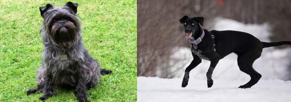 Eurohound vs Affenpinscher - Breed Comparison