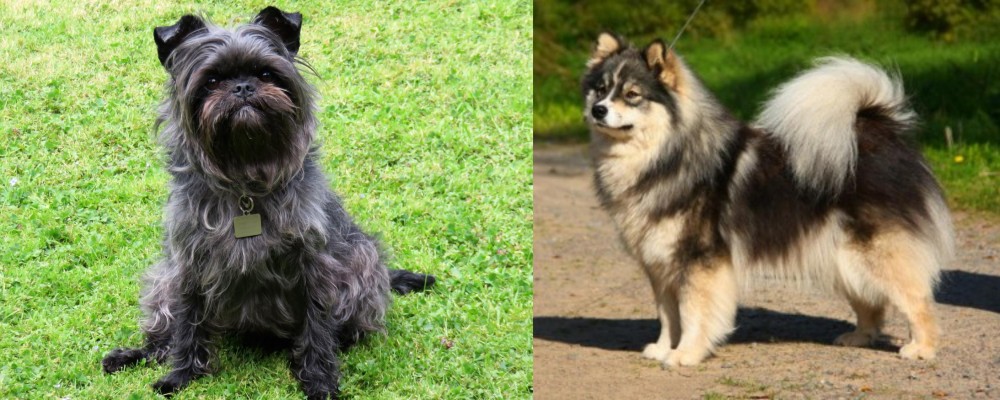Finnish Lapphund vs Affenpinscher - Breed Comparison