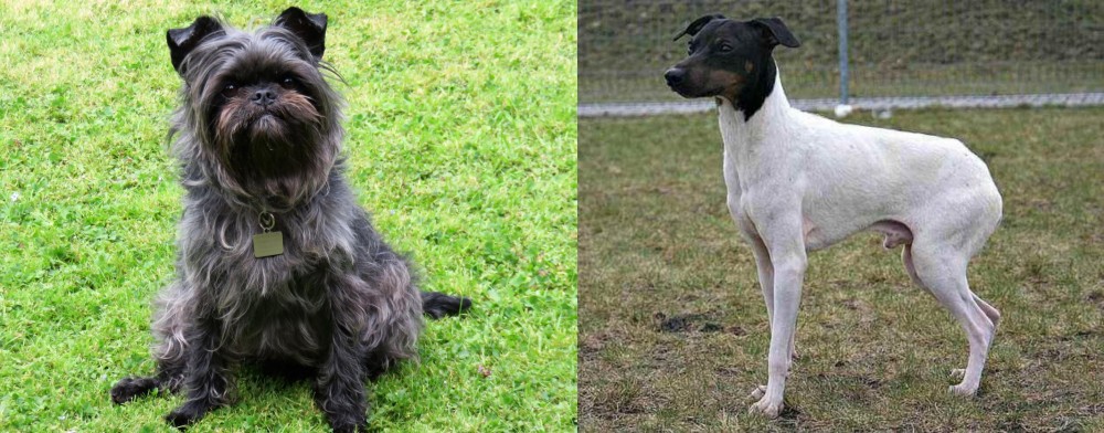 Japanese Terrier vs Affenpinscher - Breed Comparison