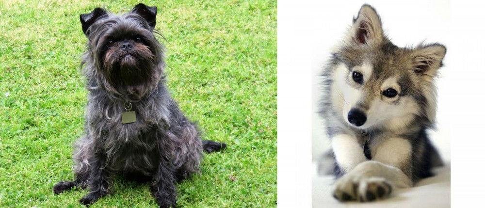 Miniature Siberian Husky vs Affenpinscher - Breed Comparison