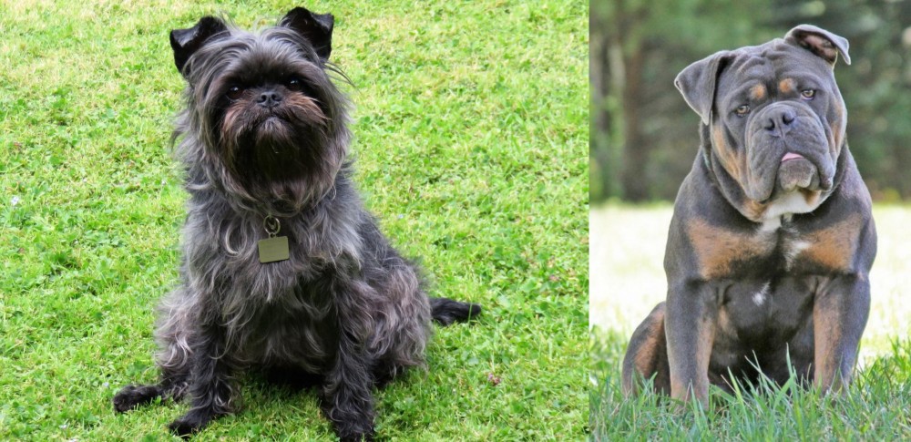 Olde English Bulldogge vs Affenpinscher - Breed Comparison