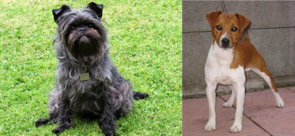 Plummer Terrier vs Affenpinscher - Breed Comparison