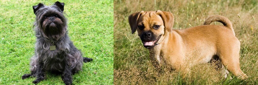 Puggle vs Affenpinscher - Breed Comparison