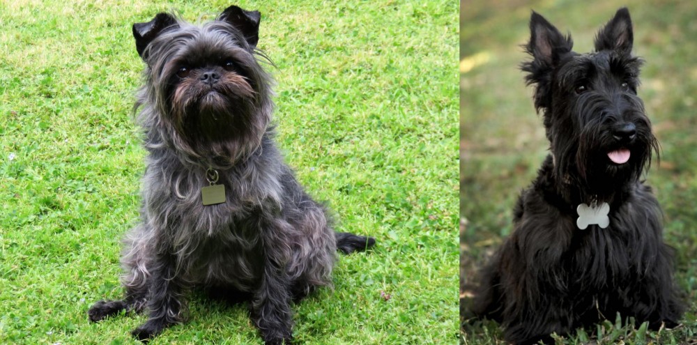 Scoland Terrier vs Affenpinscher - Breed Comparison
