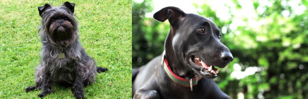 Shepard Labrador vs Affenpinscher - Breed Comparison