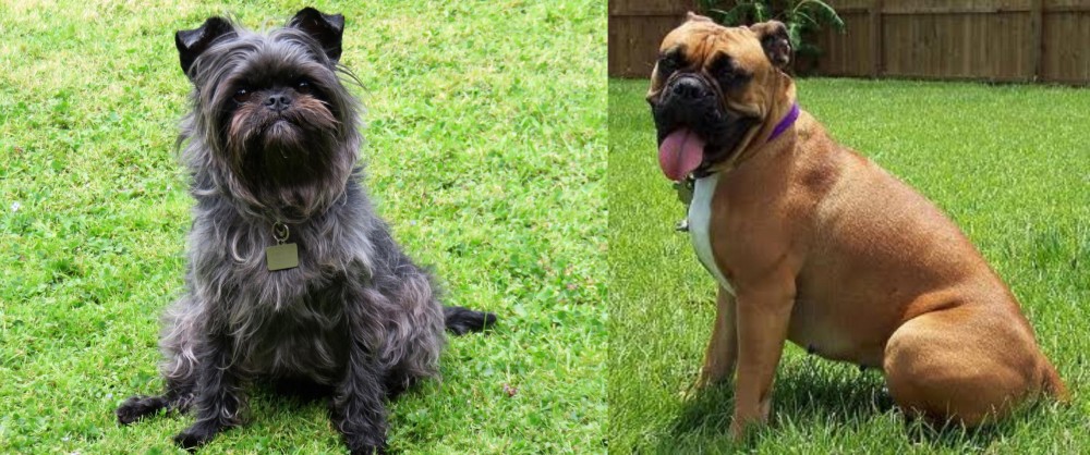 Valley Bulldog vs Affenpinscher - Breed Comparison