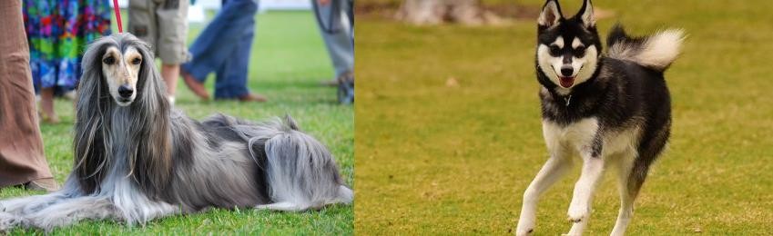 Alaskan Klee Kai vs Afghan Hound - Breed Comparison