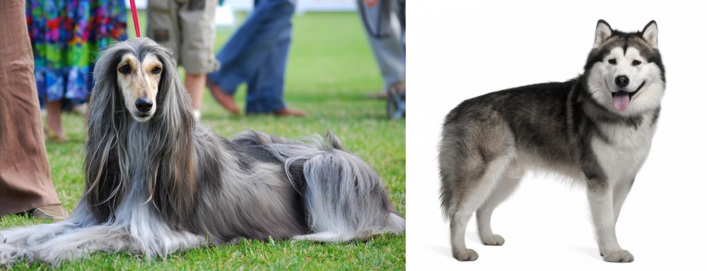 Alaskan Malamute vs Afghan Hound - Breed Comparison