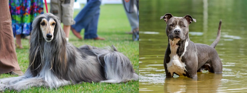 American Staffordshire Terrier vs Afghan Hound - Breed Comparison