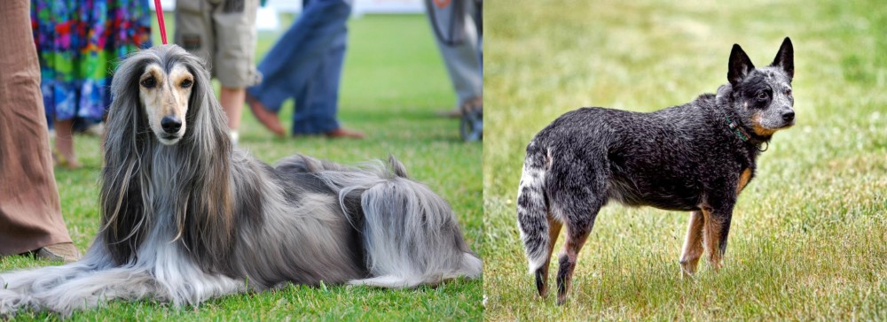 Austrailian Blue Heeler vs Afghan Hound - Breed Comparison