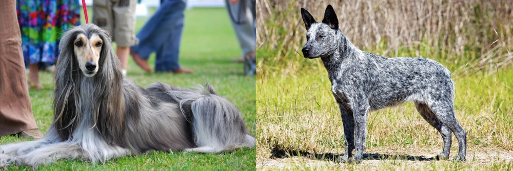 Australian Stumpy Tail Cattle Dog vs Afghan Hound - Breed Comparison