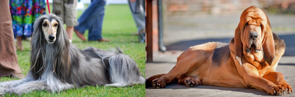 Bloodhound vs Afghan Hound - Breed Comparison