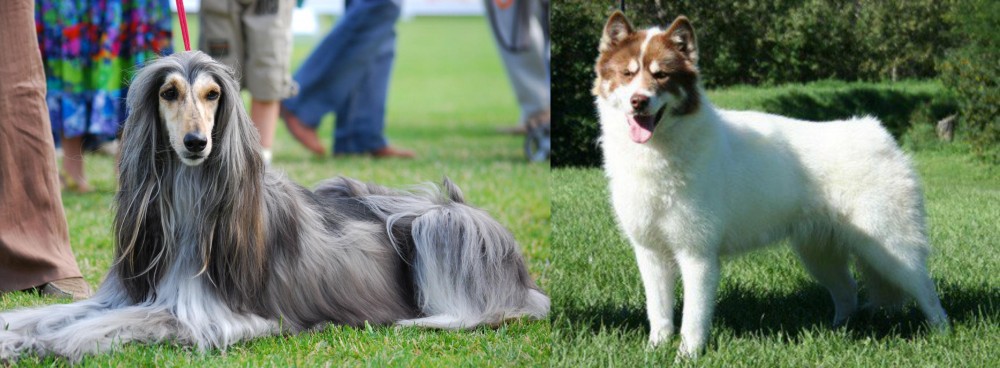 Canadian Eskimo Dog vs Afghan Hound - Breed Comparison