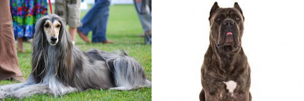 Cane Corso vs Afghan Hound - Breed Comparison