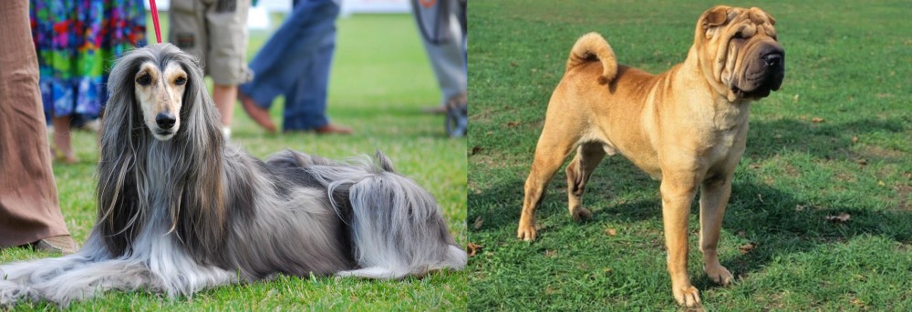 Chinese Shar Pei vs Afghan Hound - Breed Comparison